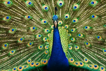 Portrait of beautiful peacock with feathers outの写真素材
