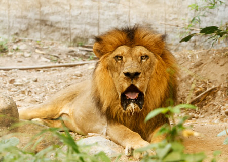 lion lying in the zoo