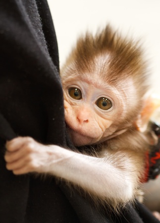 baby macaque monkeyの写真素材