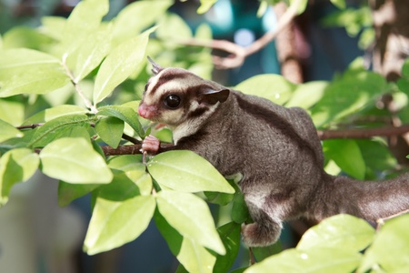 sugarglider climb on the treeの写真素材