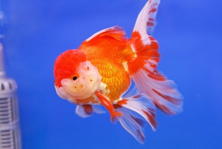 Goldfish in in blue screenの写真素材