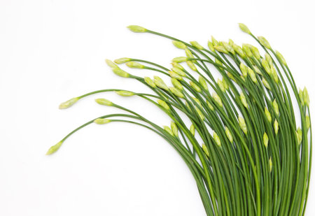 Chinese Chives flower on white background