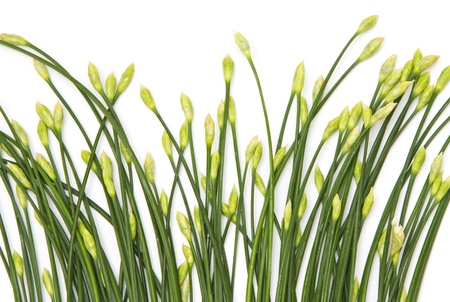 Chives flower on white backgroundの写真素材