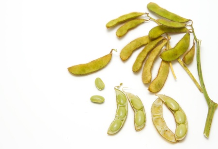soy bean on white backgroundの写真素材