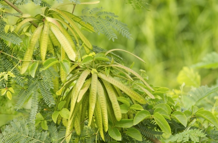 fresh acacia pods  の写真素材