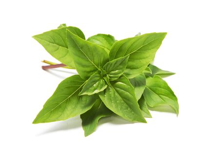 Sweet basil leaves isolated on white backgroundの写真素材