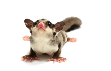 young sugar glider looking photograp on white backgroundの写真素材