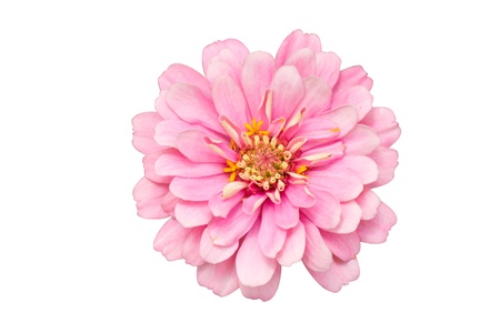  zinnia isolateの写真素材