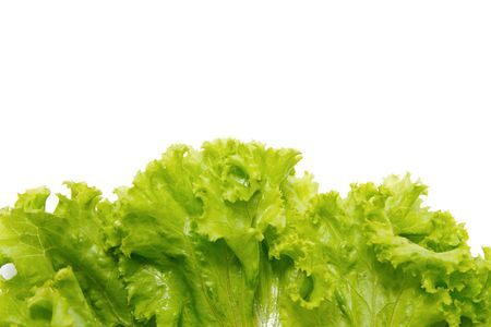 fresh lettuce border on white backgroundの写真素材