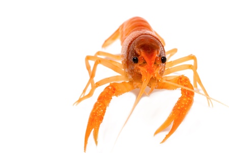 alive crayfish isolated on white backgroundの写真素材