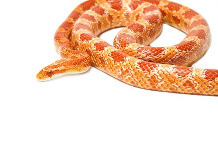 Albino corn snake on white backgroundの写真素材