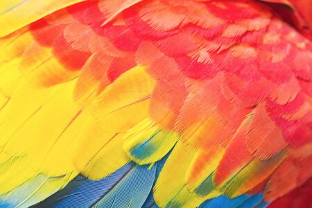 Colorful Macaw Featherの写真素材