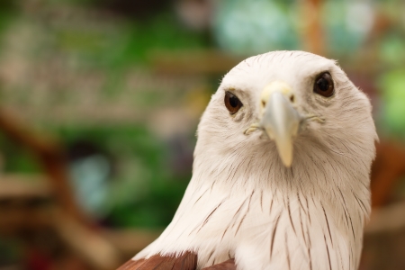 Close up Brahminy Kite ,Red-backed Sea Eagleの写真素材