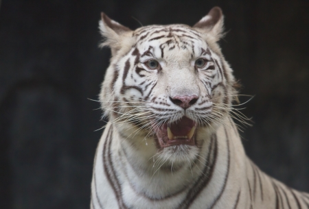 white tiger on black backgroundの写真素材