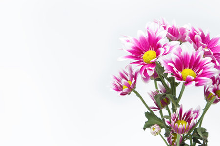 Fresh pink chrysanthemums on white backgroundの写真素材
