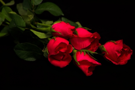 roses in black back blackgroundの写真素材