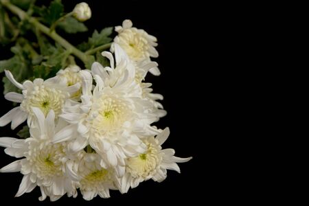 beauty white chrysanthemum flowers on black backgroundの写真素材