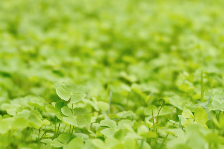Green Clover leaf background