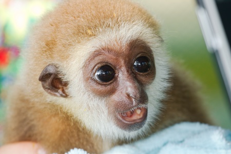 Gibbons orphaned childrenの写真素材