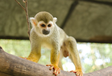 Squirrel Monkey;Common Squirrel Monkey on a branch (Saimiri sciureus,shallow DOF)