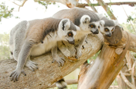 Ring-tailed lemur (Lemur catta) climb on the tree