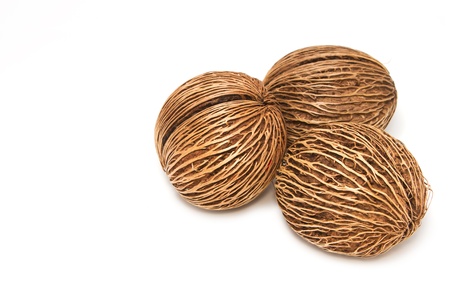 Cerbera oddloam's seedの写真素材