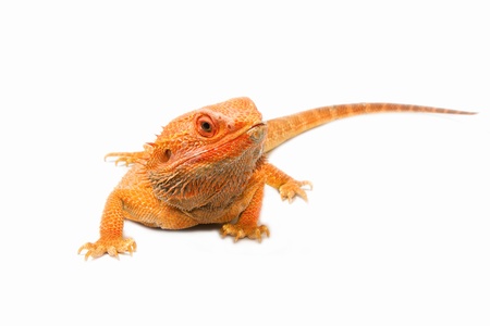 Closeup bearded dragon (pogona vitticeps) on white backgroundの写真素材