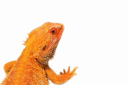 Closeup bearded dragon (pogona vitticeps) on white backgroundの写真素材