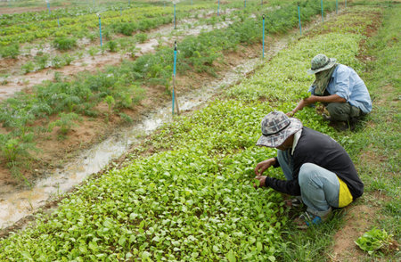 man planting vegetables plant