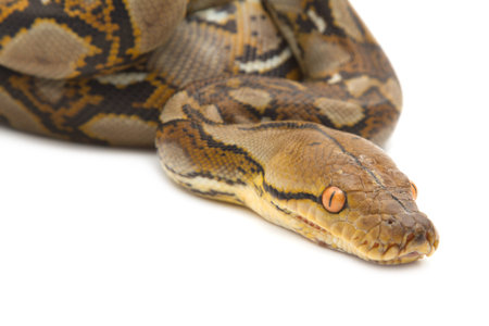 Close up of Reticulated Python, isolated