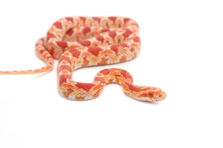 Albino corn snake on white background