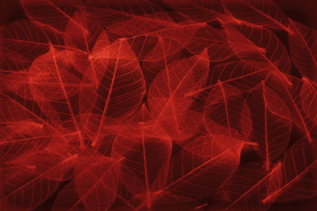 colorful leaf texture and background