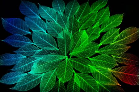 colorful leaf texture and backgroundの写真素材