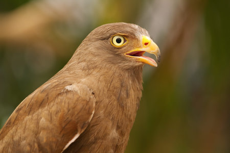 Buzzard,Rufous-winged Buzzard  Butastur liventer 