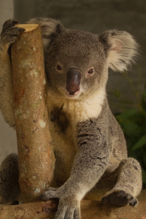 Koala bearの写真素材