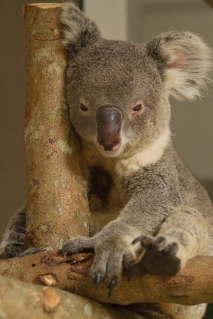 Koala bearの写真素材