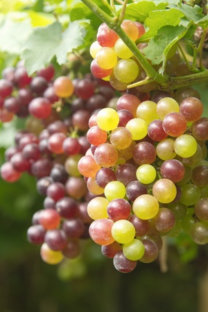 Grapes in vineyardの写真素材