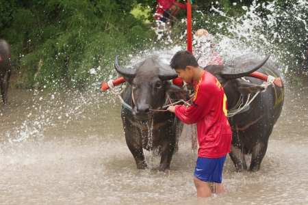 CHONBURI, THAILAND - JULY 7: Buffalo take a bath  during wait for competition at  Buffalo Racing Festival on 7 July 2013. Chonburi, Thailand. Buffalo Racing Festival is a tradition of Chonburi.のeditorial素材