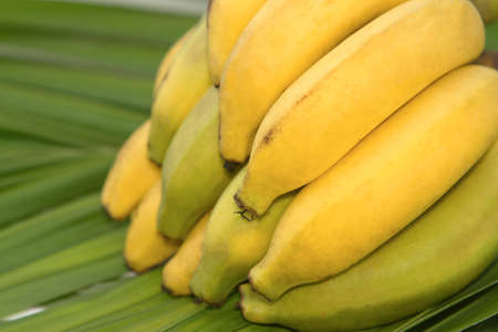 Bunch of bananas isolated の写真素材