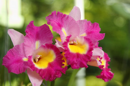 Pink  Cattleya  Orchid, isolated