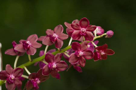 Fragrant Red Orchid ;Vanda Orchid, Vandachostylis Colmarie の写真素材