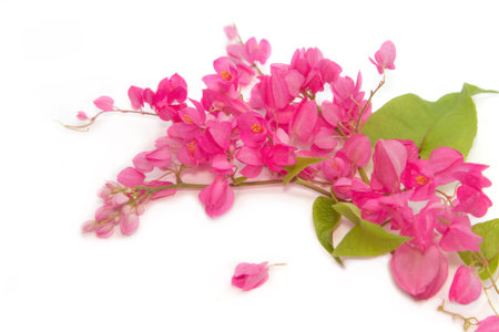  Coral Vine or Antigonon leptopus Hook flower (chain of love)の写真素材