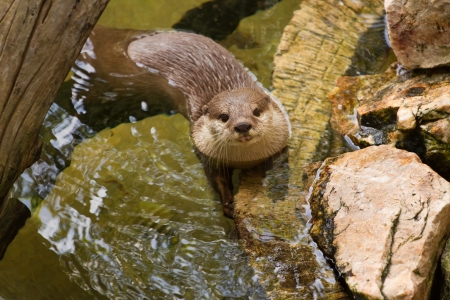 Oriental Short-Clawed Otter (amblonyx cinereus) swimmingの写真素材