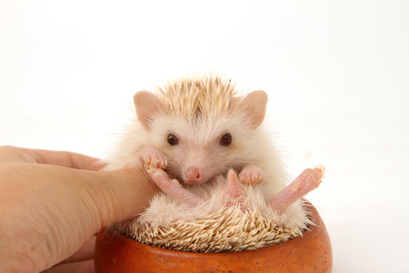 Cute hedgehog in hand, African pygmy hedgehogの写真素材