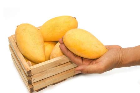 golden mango ,thai fruit の写真素材