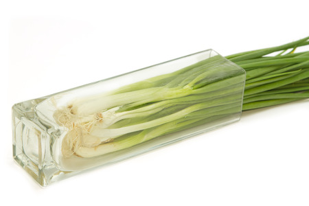 Green Onion ,fresh herbs and spices on white backgroundの写真素材
