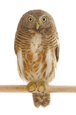 collared owletの写真素材