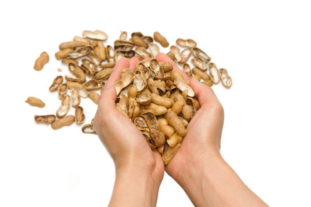 hand hold  nut shell