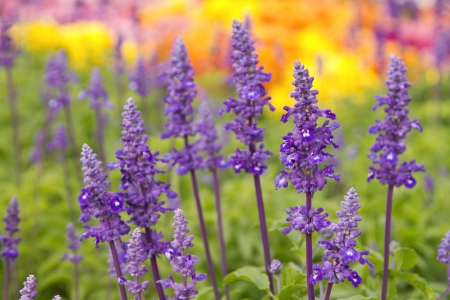 close up of blue salvia herbal flowersの写真素材