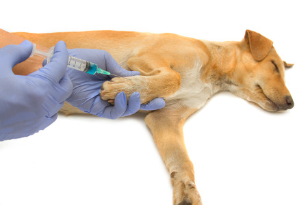 Vet giving injection the dogの写真素材